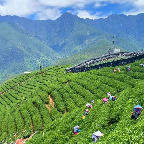 Day 7: Chiayi Highlands & Tainan Historic Streets